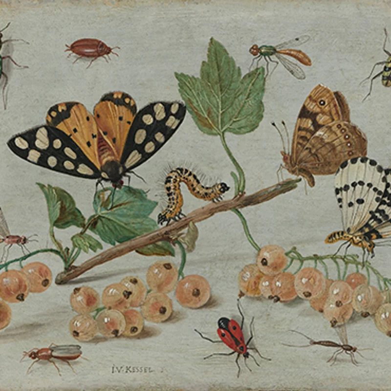 Moi et les insectes
