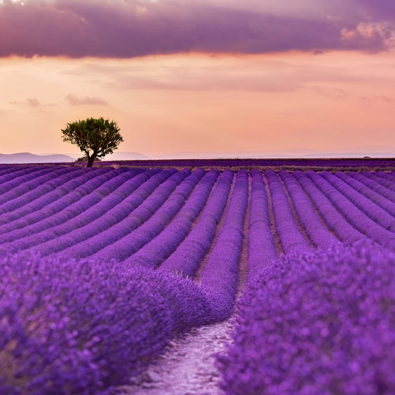 Le plateau de Valensole